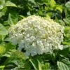Træagtig Hortensia 'Incrediball'® Hydrangea Arborescens 'Incrediball'® 5 Liter Potte 1 Træagtig Hortensia 'Incrediball'® Hydrangea Arborescens 'Incrediball'® 5 Liter Potte -Plantetorvet p32086 47355 hydrangea arborescens incrediball r 88d7
