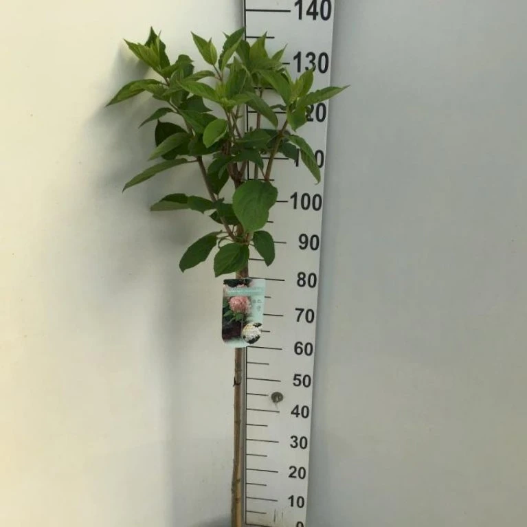 Syrén-Hortensia 'Phantom' Hydrangea Paniculata 'Phantom' Opstammet 90 cm. 7,5 liter potte Syrén-Hortensia 'Phantom' Hydrangea Paniculata 'Phantom' Opstammet 90 Cm. 7,5 Liter Potte -Plantetorvet p32188 34469 hydrangea paniculata phantom 76a3