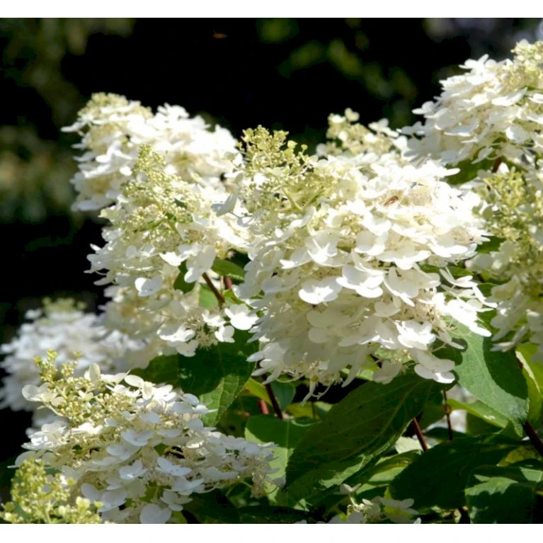 Syrén-Hortensia 'Phantom' Hydrangea Paniculata 'Phantom' Opstammet 90 cm. 7,5 liter potte Syrén-Hortensia 'Phantom' Hydrangea Paniculata 'Phantom' Opstammet 90 Cm. 7,5 Liter Potte -Plantetorvet p32188 36729 hydrangea paniculata phantom 5c3a