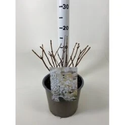 Nye udgivelser 11 Syrén-Hortensia 'Silver Dollar' Hydrangea Paniculata 'Silver Dollar' Potte 3,0 Liter,- 25-30 Cm.