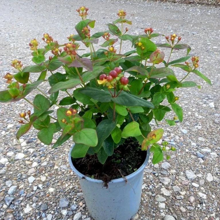 Perikon 'Miracle Wonder' Hypericum 'Miracle Wonder' 3,5 liter potte Perikon 'Miracle Wonder' Hypericum 'Miracle Wonder' 3,5 Liter Potte -Plantetorvet p32234 36127 hypericum miracle wonder 61e3