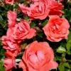 'Riberhus'™ Rosa X 'Riberhus'™ (Buketrose) A-Kvalitet,- Barrods Roser Min. 3 Grene -Plantetorvet p322 51838 rosa x riberhus buketrose 41f0