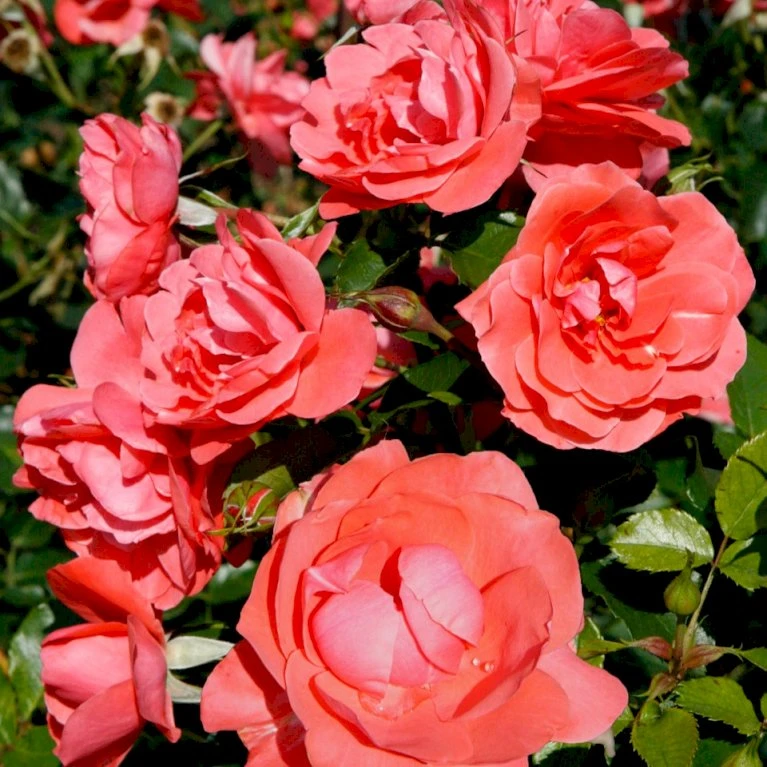 'Riberhus'™ Rosa X 'Riberhus'™ (Buketrose) A-Kvalitet,- barrods roser min. 3 grene 'Riberhus'™ Rosa X 'Riberhus'™ (Buketrose) A-Kvalitet,- Barrods Roser Min. 3 Grene -Plantetorvet p322 51838 rosa x riberhus buketrose 41f0
