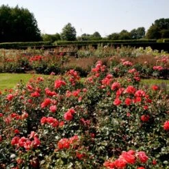 'Riberhus'™ Rosa X 'Riberhus'™ (Buketrose) A-Kvalitet,- Barrods Roser Min. 3 Grene 4 'Riberhus'™ Rosa X 'Riberhus'™ (Buketrose) A-Kvalitet,- Barrods Roser Min. 3 Grene -Plantetorvet p322 51839 rosa x riberhus buketrose b154