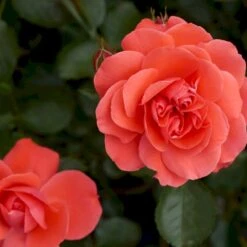 'Riberhus'™ Rosa X 'Riberhus'™ (Buketrose) A-Kvalitet,- Barrods Roser Min. 3 Grene 5 'Riberhus'™ Rosa X 'Riberhus'™ (Buketrose) A-Kvalitet,- Barrods Roser Min. 3 Grene -Plantetorvet p322 51840 rosa x riberhus buketrose f2a4