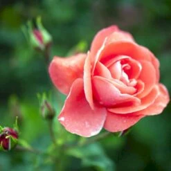'Riberhus'™ Rosa X 'Riberhus'™ (Buketrose) A-Kvalitet,- Barrods Roser Min. 3 Grene 7 'Riberhus'™ Rosa X 'Riberhus'™ (Buketrose) A-Kvalitet,- Barrods Roser Min. 3 Grene -Plantetorvet p322 51842 rosa x riberhus buketrose 456b