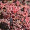 Blærespiræa 'Diable D'Or'® Physocarpus Opulif. 'Diable D'Or'® 5 Liter Potte -Plantetorvet p32397 36140 physocarpus opulif diablo d or 2799