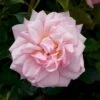 'Rosenborg'™ Rosa X 'Rosenborg'™ (Slotsrose) A-Kvalitet,- Barrods Roser Min. 3 Grene -Plantetorvet p326 51844 rosa x rosenborg slotsrose 578a