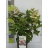 Syrén-Hortensia 'Pinky-Winky' ® Hydrangea Paniculata 'Pinky-winky' ® Potte 4,0 Liter,- 40-50 Cm. 1 Syrén-Hortensia 'Pinky-Winky' ® Hydrangea Paniculata 'Pinky-winky' ® Potte 4,0 Liter,- 40-50 Cm. -Plantetorvet p3270 41846 hydrangea paniculata pinky winky 6bf5