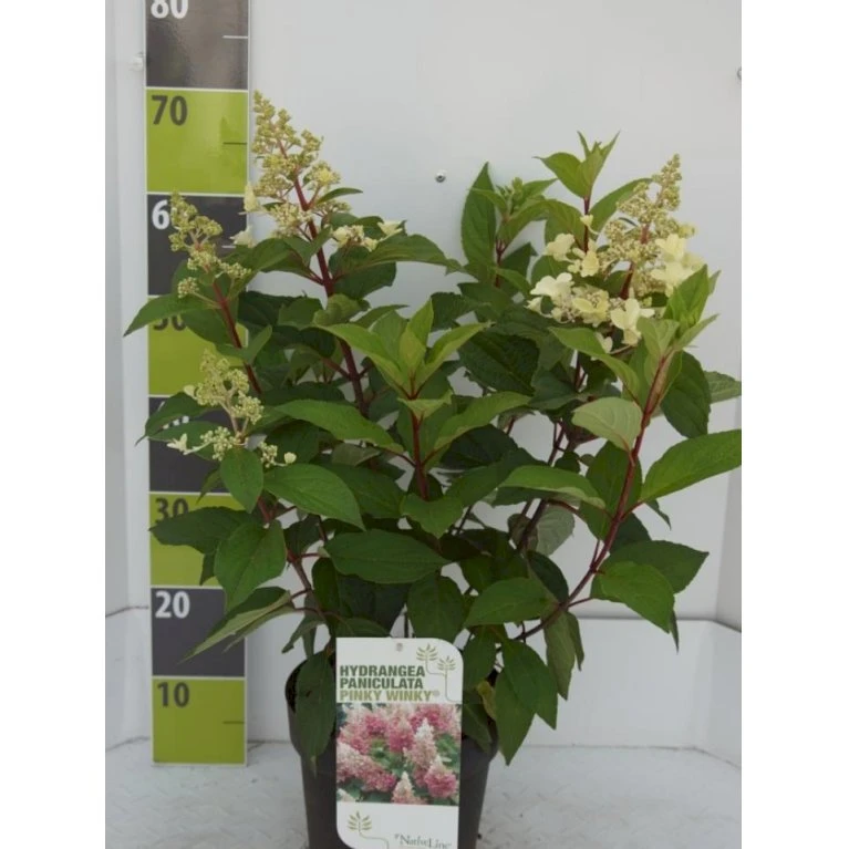 Syrén-Hortensia 'Pinky-Winky' ® Hydrangea Paniculata 'Pinky-winky' ® Potte 4,0 liter,- 40-50 cm. Syrén-Hortensia 'Pinky-Winky' ® Hydrangea Paniculata 'Pinky-winky' ® Potte 4,0 Liter,- 40-50 Cm. -Plantetorvet p3270 41846 hydrangea paniculata pinky winky 6bf5