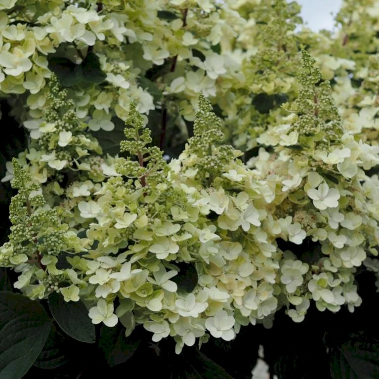 Syrén-Hortensia 'Pinky-Winky' ® Hydrangea Paniculata 'Pinky-winky' ® Potte 4,0 liter,- 40-50 cm. Syrén-Hortensia 'Pinky-Winky' ® Hydrangea Paniculata 'Pinky-winky' ® Potte 4,0 Liter,- 40-50 Cm. -Plantetorvet p3270 47362 hydrangea paniculata pinky winky 7809