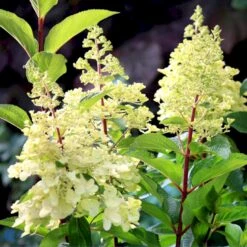 Syrén-Hortensia 'Pinky-Winky' ® Hydrangea Paniculata 'Pinky-winky' ® Potte 4,0 Liter,- 40-50 Cm. 5 Syrén-Hortensia 'Pinky-Winky' ® Hydrangea Paniculata 'Pinky-winky' ® Potte 4,0 Liter,- 40-50 Cm. -Plantetorvet p3270 47363 hydrangea paniculata pinky winky 40dc