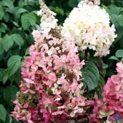 Syrén-Hortensia 'Pinky-Winky' ® Hydrangea Paniculata 'Pinky-winky' ® Potte 4,0 Liter,- 40-50 Cm. 6 Syrén-Hortensia 'Pinky-Winky' ® Hydrangea Paniculata 'Pinky-winky' ® Potte 4,0 Liter,- 40-50 Cm. -Plantetorvet p3270 47364 hydrangea paniculata pinky winky 8ea2