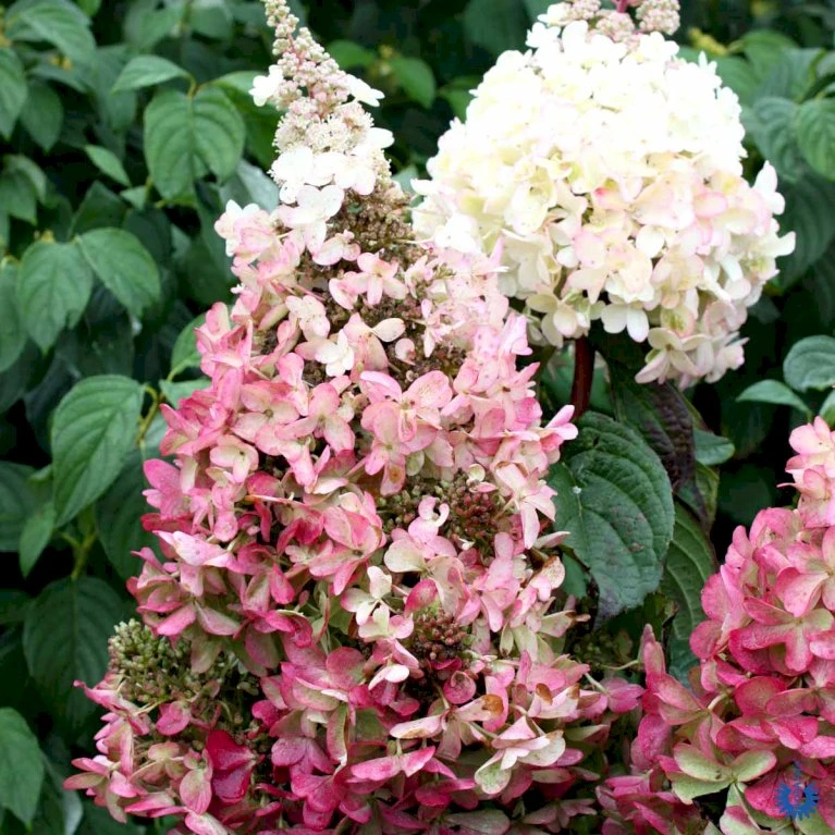 Syrén-Hortensia 'Pinky-Winky' ® Hydrangea Paniculata 'Pinky-winky' ® Potte 4,0 liter,- 40-50 cm. Syrén-Hortensia 'Pinky-Winky' ® Hydrangea Paniculata 'Pinky-winky' ® Potte 4,0 Liter,- 40-50 Cm. -Plantetorvet p3270 47364 hydrangea paniculata pinky winky 8ea2