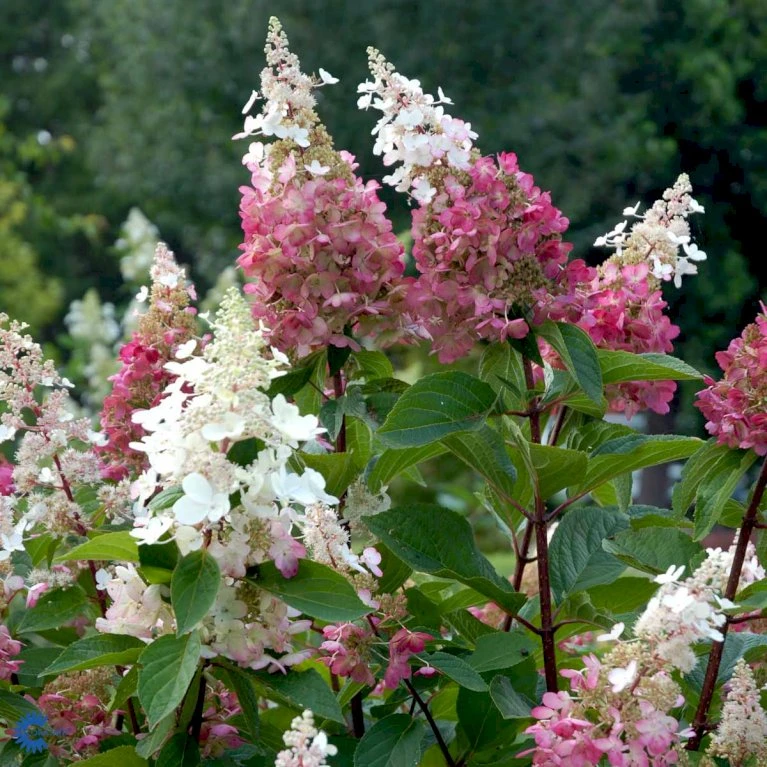 Syrén-Hortensia 'Pinky-Winky' ® Hydrangea Paniculata 'Pinky-winky' ® Potte 4,0 liter,- 40-50 cm. Syrén-Hortensia 'Pinky-Winky' ® Hydrangea Paniculata 'Pinky-winky' ® Potte 4,0 Liter,- 40-50 Cm. -Plantetorvet p3270 47365 hydrangea paniculata pinky winky 505d