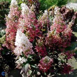Syrén-Hortensia 'Pinky-Winky' ® Hydrangea Paniculata 'Pinky-winky' ® Potte 4,0 Liter,- 40-50 Cm. 8 Syrén-Hortensia 'Pinky-Winky' ® Hydrangea Paniculata 'Pinky-winky' ® Potte 4,0 Liter,- 40-50 Cm. -Plantetorvet p3270 47366 hydrangea paniculata pinky winky 4bc1