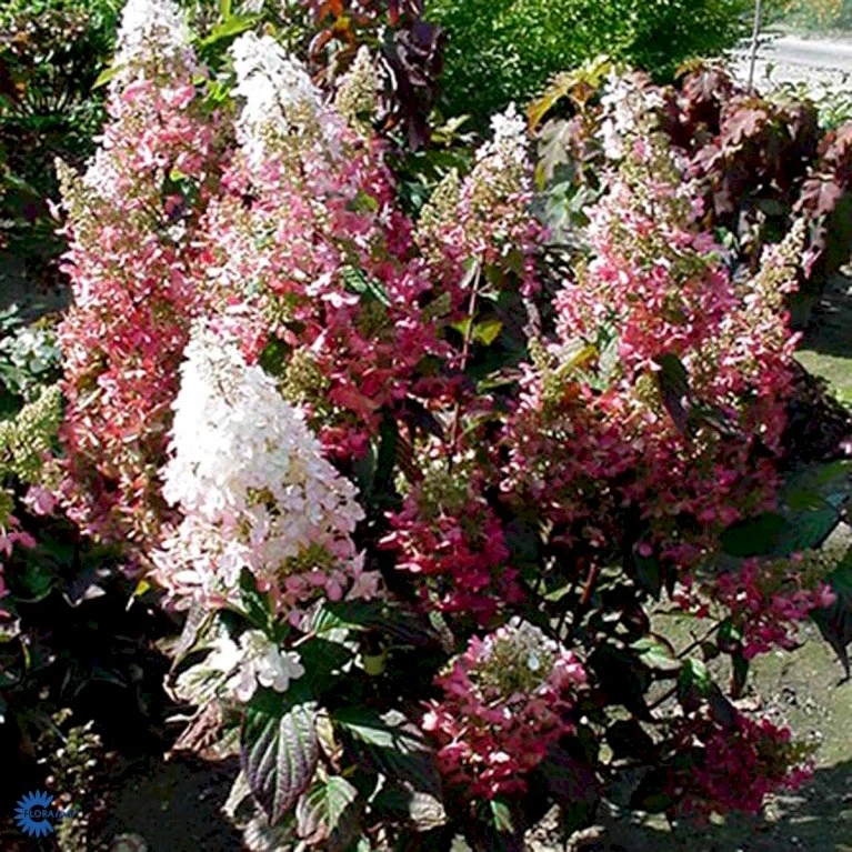 Syrén-Hortensia 'Pinky-Winky' ® Hydrangea Paniculata 'Pinky-winky' ® Potte 4,0 liter,- 40-50 cm. Syrén-Hortensia 'Pinky-Winky' ® Hydrangea Paniculata 'Pinky-winky' ® Potte 4,0 Liter,- 40-50 Cm. -Plantetorvet p3270 47366 hydrangea paniculata pinky winky 4bc1