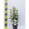Preston Syrén 'Agnes Smith' Syringa 'Agnes Smith' Potte 4,0 Liter,- 50-60 Cm. 1 Preston Syrén 'Agnes Smith' Syringa 'Agnes Smith' Potte 4,0 Liter,- 50-60 Cm. -Plantetorvet p32723 41942 syringa agnes smith 8ebf