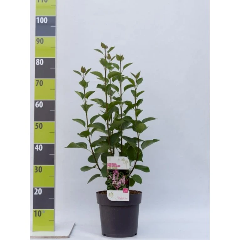 Preston Syrén 'Redwine' Syringa Prestoniae 'Redwine' Potte 4,0 liter,- 50-60 cm. Preston Syrén 'Redwine' Syringa Prestoniae 'Redwine' Potte 4,0 Liter,- 50-60 Cm. -Plantetorvet p32757 41939 syringa prestoniae redwine 4e18
