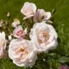 'Rosendal'™ Rosa X 'Rosendal'™ (Buketrose) A-Kvalitet,- Barrods Roser Min. 3 Grene 1 'Rosendal'™ Rosa X 'Rosendal'™ (Buketrose) A-Kvalitet,- Barrods Roser Min. 3 Grene -Plantetorvet p327 51687 rosa x rosendal buketrose 6a3e