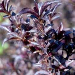 Klokkebusk 'Minor Black' Weigela 'Minor Black(R) 5 Liter Potte