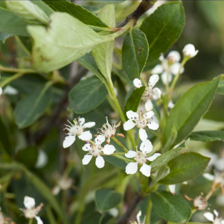 Storfrugtet Surbær 'Hugin' Aronia Melanocarpa 'Hugin' Potte 3,0 liter,- Opbundet Storfrugtet Surbær 'Hugin' Aronia Melanocarpa 'Hugin' Potte 3,0 Liter,- Opbundet -Plantetorvet p32935 48510 aronia melanocarpa hugin 0a8c