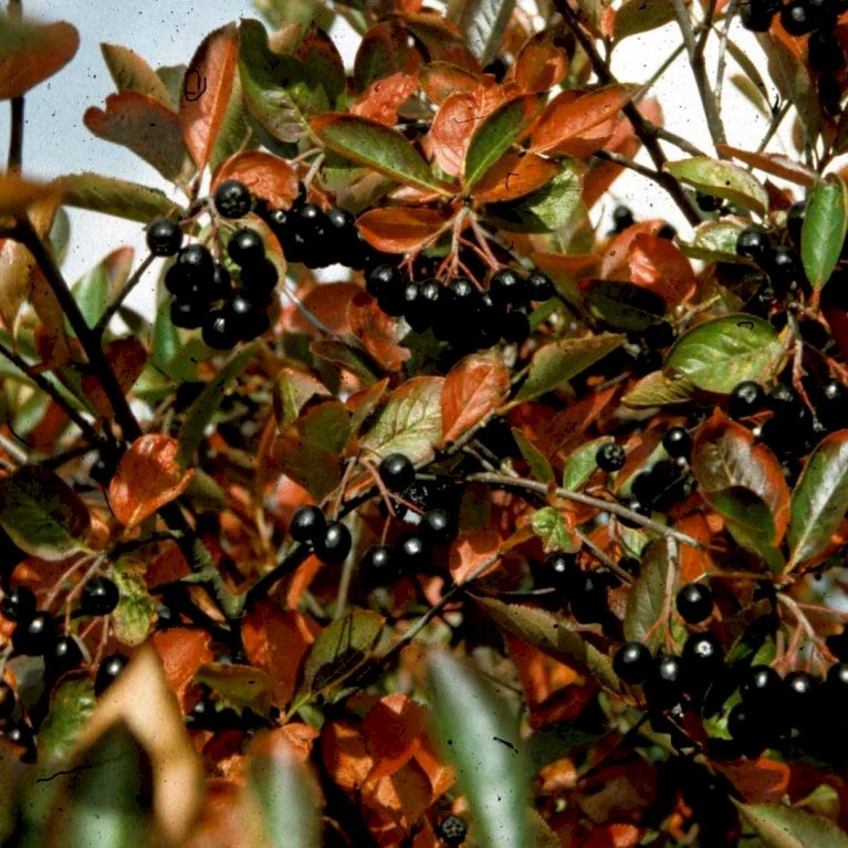 Storfrugtet Surbær 'Hugin' Aronia Melanocarpa 'Hugin' Potte 3,0 liter,- Opbundet Storfrugtet Surbær 'Hugin' Aronia Melanocarpa 'Hugin' Potte 3,0 Liter,- Opbundet -Plantetorvet p32935 48511 aronia melanocarpa hugin a80b