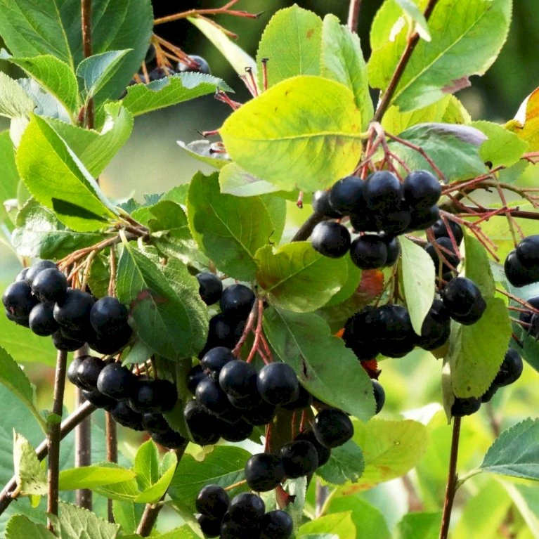 Storfrugtet Surbær 'Hugin' Aronia Melanocarpa 'Hugin' Potte 3,0 liter,- Opbundet Storfrugtet Surbær 'Hugin' Aronia Melanocarpa 'Hugin' Potte 3,0 Liter,- Opbundet -Plantetorvet p32935 50533 aronia melanocarpa hugin 0290