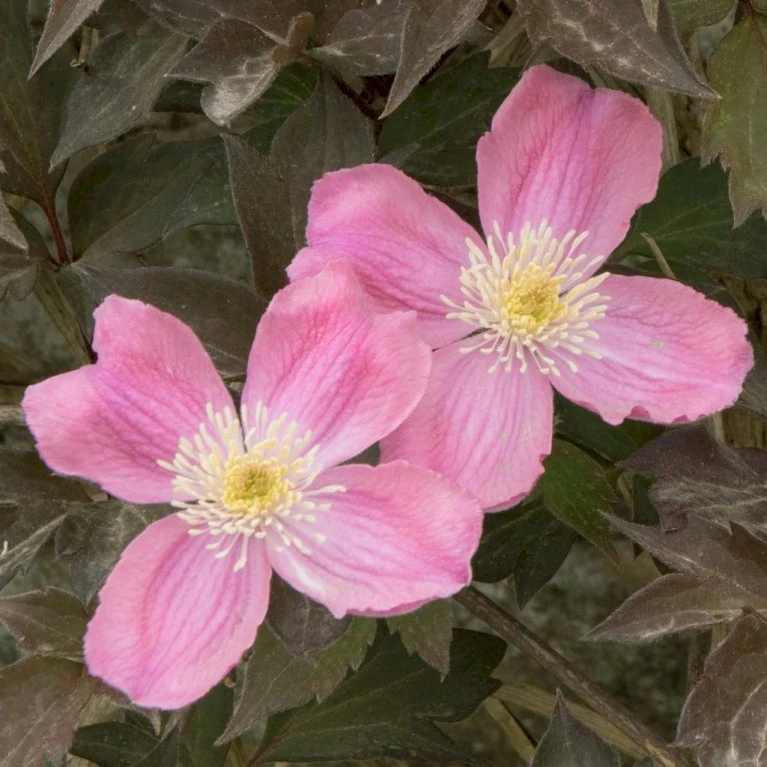 Bjerg-Skovranke 'Tetrarose' Clematis Montana 'Tetrarose' Potte 2,0 liter,- Opbundet Bjerg-Skovranke 'Tetrarose' Clematis Montana 'Tetrarose' Potte 2,0 Liter,- Opbundet -Plantetorvet p32943 27707 clematis montana tetrarose a09f