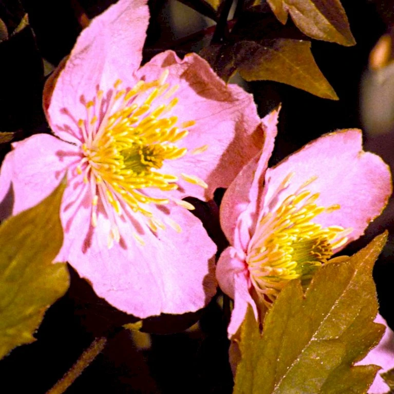 Bjerg-Skovranke 'Tetrarose' Clematis Montana 'Tetrarose' Potte 2,0 liter,- Opbundet Bjerg-Skovranke 'Tetrarose' Clematis Montana 'Tetrarose' Potte 2,0 Liter,- Opbundet -Plantetorvet p32943 48644 clematis montana tetrarose 9de3