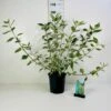 Hvidbroget Kornel 'Sibirica Variegata' Cornus Alba 'Sibirica Variegata' Potte 6,5 Liter 50-60 Cm. 1 Hvidbroget Kornel 'Sibirica Variegata' Cornus Alba 'Sibirica Variegata' Potte 6,5 Liter 50-60 Cm. -Plantetorvet p32948 42325 cornus alba sibirica variegata e940