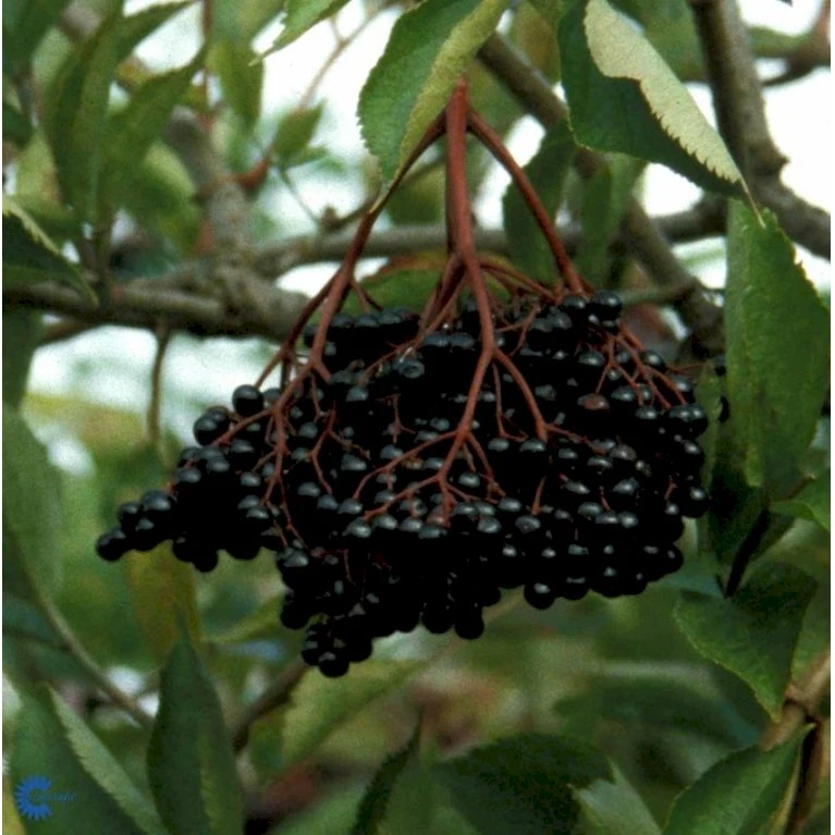 Storfrugtet Hyld 'Haschberg' Sambucus Nigra 'Haschberg' 5 Liter potte Storfrugtet Hyld 'Haschberg' Sambucus Nigra 'Haschberg' 5 Liter Potte -Plantetorvet p32991 39810 sambucus nigra haschberg f3af