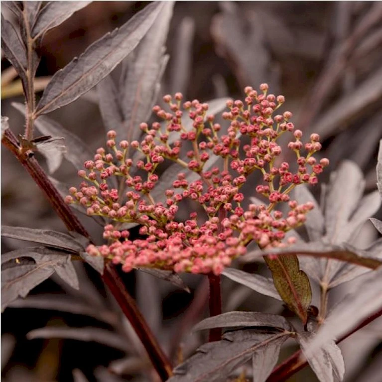 Hyld 'Black Lace' Sambucus Nigra 'Black Lace' 5 Liter potte Hyld 'Black Lace' Sambucus Nigra 'Black Lace' 5 Liter Potte -Plantetorvet p32992 47500 sambucus nigra black lace 94df