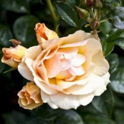 'Hansestadt Rostock'® Rosa X 'Hansestadt Rostock'® (Buketrose) A-Kvalitet,- Barrods Roser Min. 3 Grene 4 'Hansestadt Rostock'® Rosa X 'Hansestadt Rostock'® (Buketrose) A-Kvalitet,- Barrods Roser Min. 3 Grene -Plantetorvet p33160 51519 rosa x hansestadt rostock buketrose 852e