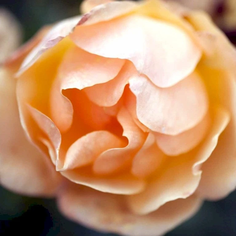 'Hansestadt Rostock'® Rosa X 'Hansestadt Rostock'® (Buketrose) A-Kvalitet,- barrods roser min. 3 grene 'Hansestadt Rostock'® Rosa X 'Hansestadt Rostock'® (Buketrose) A-Kvalitet,- Barrods Roser Min. 3 Grene -Plantetorvet p33160 51520 rosa x hansestadt rostock buketrose 4c66