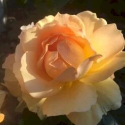 'Hansestadt Rostock'® Rosa X 'Hansestadt Rostock'® (Buketrose) A-Kvalitet,- Barrods Roser Min. 3 Grene 6 'Hansestadt Rostock'® Rosa X 'Hansestadt Rostock'® (Buketrose) A-Kvalitet,- Barrods Roser Min. 3 Grene -Plantetorvet p33160 51521 rosa x hansestadt rostock buketrose 9b21