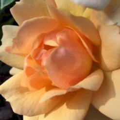 'Hansestadt Rostock'® Rosa X 'Hansestadt Rostock'® (Buketrose) A-Kvalitet,- Barrods Roser Min. 3 Grene 7 'Hansestadt Rostock'® Rosa X 'Hansestadt Rostock'® (Buketrose) A-Kvalitet,- Barrods Roser Min. 3 Grene -Plantetorvet p33160 51522 rosa x hansestadt rostock buketrose bc32