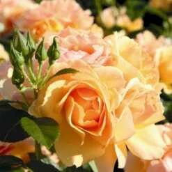 'Hansestadt Rostock'® Rosa X 'Hansestadt Rostock'® (Buketrose) A-Kvalitet,- Barrods Roser Min. 3 Grene 8 'Hansestadt Rostock'® Rosa X 'Hansestadt Rostock'® (Buketrose) A-Kvalitet,- Barrods Roser Min. 3 Grene -Plantetorvet p33160 53975 rosa x hansestadt rostock buketrose 3a41