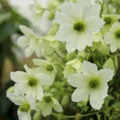 Klematis 'Early Sensation' Clematis Hybrid 'Early Sensation' Potte 2,0 Liter,- Opbundet