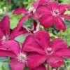Klematis 'Westerplatte' Clematis Hybrid 'Westerplatte' Potte 2,0 Liter,- Opbundet -Plantetorvet p33175 27656 clematis westerplatte e6d2