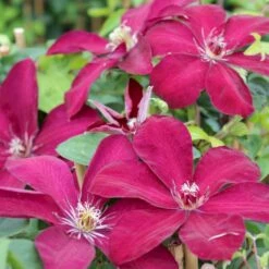Klematis 'Westerplatte' Clematis Hybrid 'Westerplatte' Potte 2,0 Liter,- Opbundet