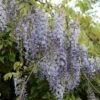 Kinesisk Blåregn Wisteria Sinensis Potte 2,0 Liter,- Opbundet -Plantetorvet p33178 27362 wisteria sinensis c887