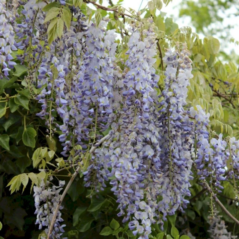 Kinesisk Blåregn Wisteria Sinensis Potte 2,0 liter,- Opbundet Kinesisk Blåregn Wisteria Sinensis Potte 2,0 Liter,- Opbundet -Plantetorvet p33178 27362 wisteria sinensis c887