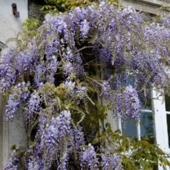Kinesisk Blåregn Wisteria Sinensis Potte 2,0 Liter,- Opbundet 4 Kinesisk Blåregn Wisteria Sinensis Potte 2,0 Liter,- Opbundet -Plantetorvet p33178 48972 wisteria sinensis efa7