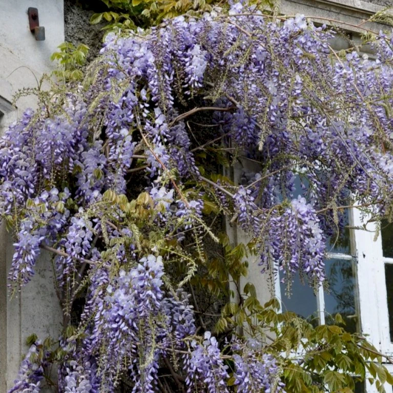 Kinesisk Blåregn Wisteria Sinensis Potte 2,0 liter,- Opbundet Kinesisk Blåregn Wisteria Sinensis Potte 2,0 Liter,- Opbundet -Plantetorvet p33178 48972 wisteria sinensis efa7