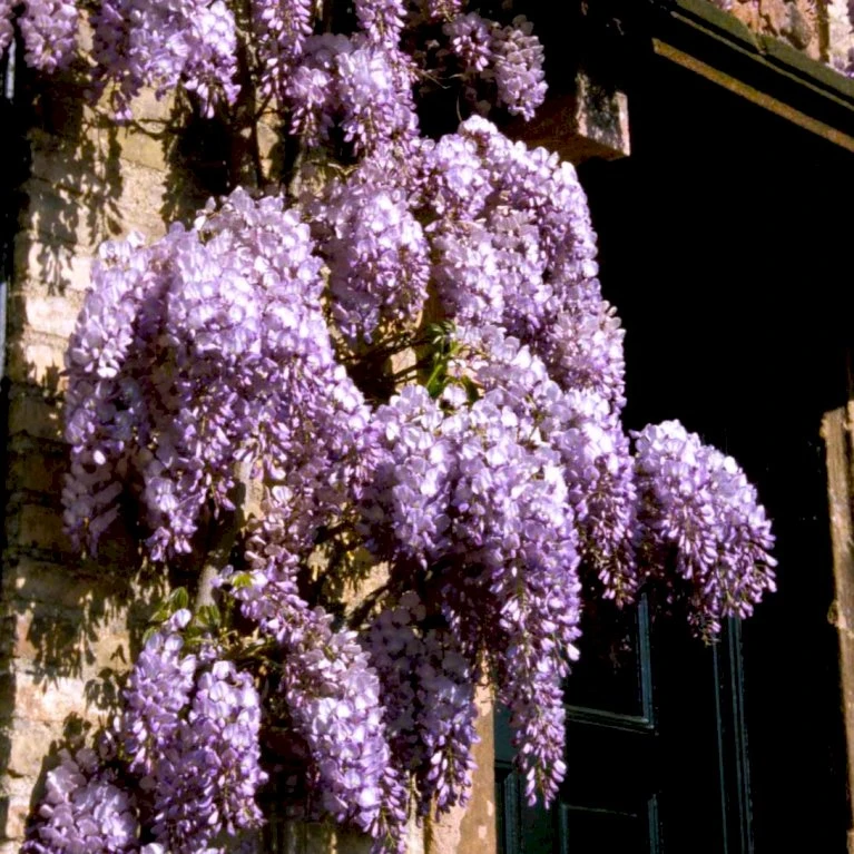 Kinesisk Blåregn Wisteria Sinensis Potte 2,0 liter,- Opbundet Kinesisk Blåregn Wisteria Sinensis Potte 2,0 Liter,- Opbundet -Plantetorvet p33178 48973 wisteria sinensis d1b1