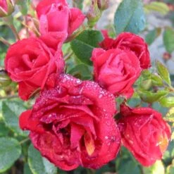 'Scarlet Meidiland' Rosa X 'Scarlet Meidiland' (Bunddækkerose) A-Kvalitet,- Barrods Roser Min. 3 Grene