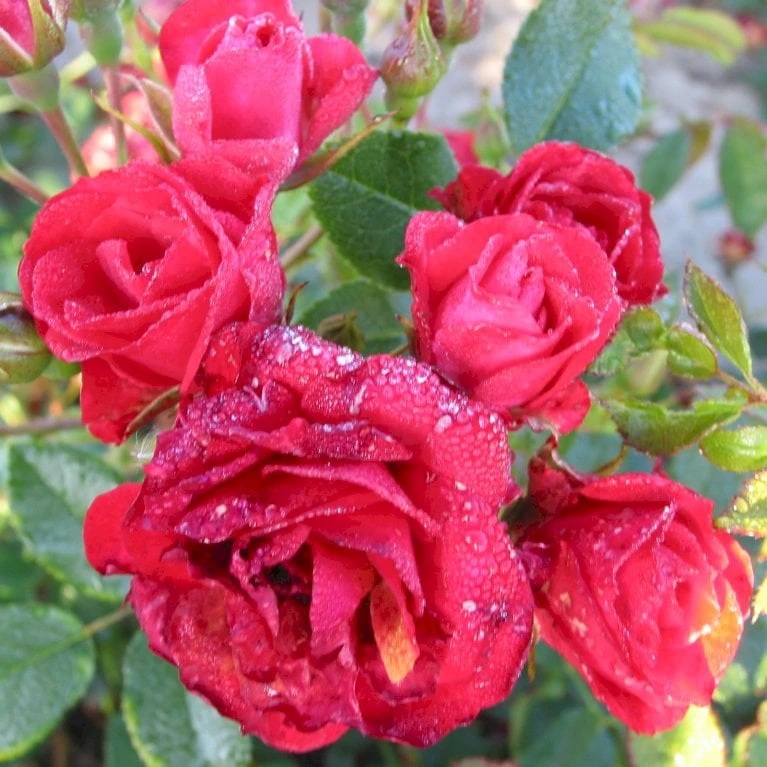 'Scarlet Meidiland' Rosa X 'Scarlet Meidiland' (Bunddækkerose) A-Kvalitet,- barrods roser min. 3 grene 'Scarlet Meidiland' Rosa X 'Scarlet Meidiland' (Bunddækkerose) A-Kvalitet,- Barrods Roser Min. 3 Grene -Plantetorvet p332 53365 rosa x scarlet meidiland bunddaekkerose 0fb4