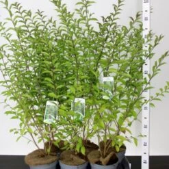 Glasbær 'Issai' Callicarpa Dichotoma 'Issai' 3 Liter Potte 40-60 Cm