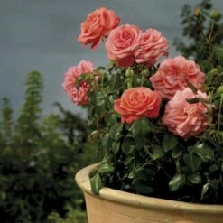 'Schackenborg'™ Rosa X 'Schackenborg'™ (Slotsrose) A-Kvalitet,- Barrods Roser Min. 3 Grene
